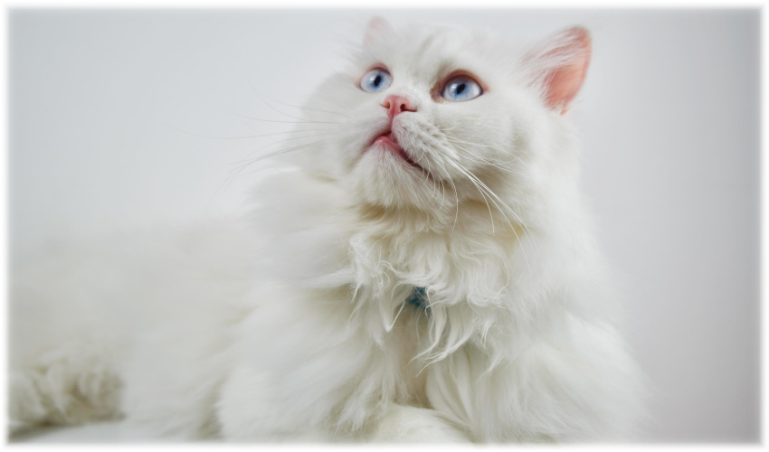 Persiano Chinchillà